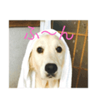 うさこ ゴールデンレトリバーのスタンプ（個別スタンプ：1）