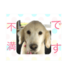 うさこ ゴールデンレトリバーのスタンプ（個別スタンプ：2）