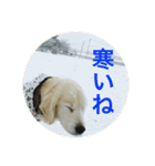 うさこ ゴールデンレトリバーのスタンプ（個別スタンプ：8）