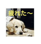 うさこ ゴールデンレトリバーのスタンプ（個別スタンプ：9）