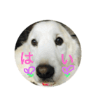 うさこ ゴールデンレトリバーのスタンプ（個別スタンプ：10）
