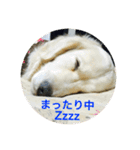 うさこ ゴールデンレトリバーのスタンプ（個別スタンプ：12）
