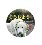 うさこ ゴールデンレトリバーのスタンプ（個別スタンプ：14）