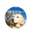 うさこ ゴールデンレトリバーのスタンプ（個別スタンプ：22）