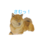 水彩わんこの世界（個別スタンプ：2）