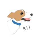 うちのジャックラッセルテリア（個別スタンプ：1）