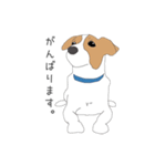 うちのジャックラッセルテリア（個別スタンプ：5）
