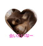 チワワのやまちゃん気持ちを伝える編（個別スタンプ：2）
