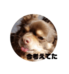 チワワのやまちゃん気持ちを伝える編（個別スタンプ：9）