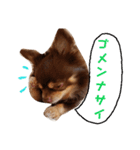 チワワのやまちゃん気持ちを伝える編（個別スタンプ：24）