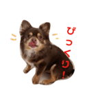 チワワのやまちゃん気持ちを伝える編（個別スタンプ：32）