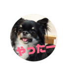 ゆにスタンプだワン3（個別スタンプ：10）