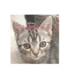 猫のお返事スタンプ（個別スタンプ：2）