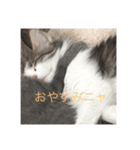 猫のお返事スタンプ（個別スタンプ：4）