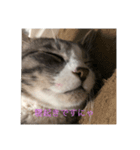 猫のお返事スタンプ（個別スタンプ：5）