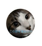 猫のお返事スタンプ（個別スタンプ：6）