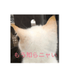 猫のお返事スタンプ（個別スタンプ：7）