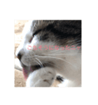 猫のお返事スタンプ（個別スタンプ：8）