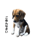 ビーグル犬 そうた（個別スタンプ：1）
