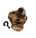 ビーグル犬 そうた（個別スタンプ：3）
