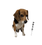 ビーグル犬 そうた（個別スタンプ：4）