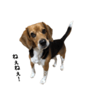 ビーグル犬 そうた（個別スタンプ：5）