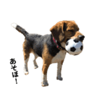 ビーグル犬 そうた（個別スタンプ：6）