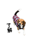 ビーグル犬 そうた（個別スタンプ：7）