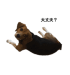 ビーグル犬 そうた（個別スタンプ：8）