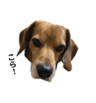 ビーグル犬 そうた（個別スタンプ：9）