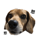 ビーグル犬 そうた（個別スタンプ：10）