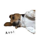 ビーグル犬 そうた（個別スタンプ：11）