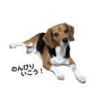 ビーグル犬 そうた（個別スタンプ：12）