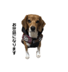 ビーグル犬 そうた（個別スタンプ：13）