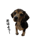 ビーグル犬 そうた（個別スタンプ：14）