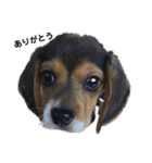 ビーグル犬 そうた（個別スタンプ：16）