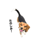 ビーグル犬 そうた（個別スタンプ：17）