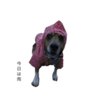 ビーグル犬 そうた（個別スタンプ：18）