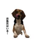 ビーグル犬 そうた（個別スタンプ：19）