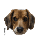 ビーグル犬 そうた（個別スタンプ：20）