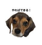 ビーグル犬 そうた（個別スタンプ：21）
