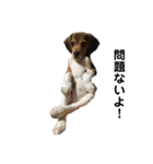 ビーグル犬 そうた（個別スタンプ：24）