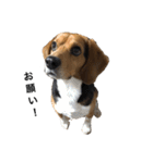 ビーグル犬 そうた（個別スタンプ：25）
