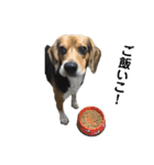ビーグル犬 そうた（個別スタンプ：26）