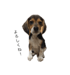 ビーグル犬 そうた（個別スタンプ：28）