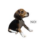 ビーグル犬 そうた（個別スタンプ：29）