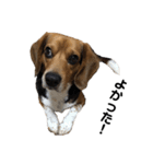 ビーグル犬 そうた（個別スタンプ：30）
