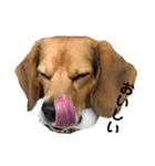 ビーグル犬 そうた（個別スタンプ：31）