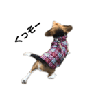 ビーグル犬 そうた（個別スタンプ：32）