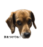 ビーグル犬 そうた（個別スタンプ：33）